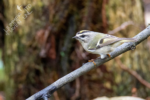 10-10-20 Golden-crowned Kinglet