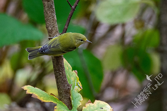 10-10-20 Tennessee Warbler