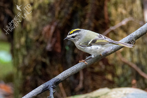 10-10-20 Golden-crowned Kinglet