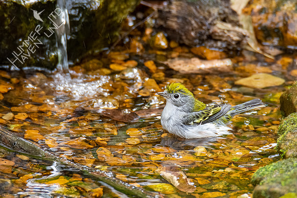 10-10-20 Chestnut-sided Warbler
