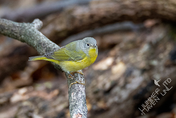 10-10-20 Nashville Warbler