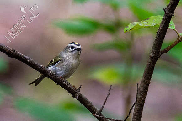 10-10-20 Golden-crowned Kinglet