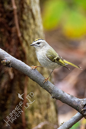 10-10-20 Golden-crowned Kinglet