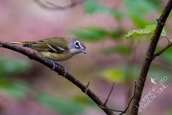 10-10-20 Blue-headed Vireo