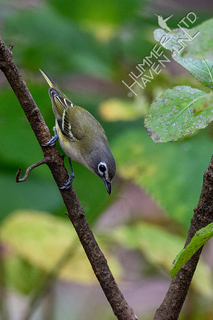 10-10-20 Blue-headed Vireo