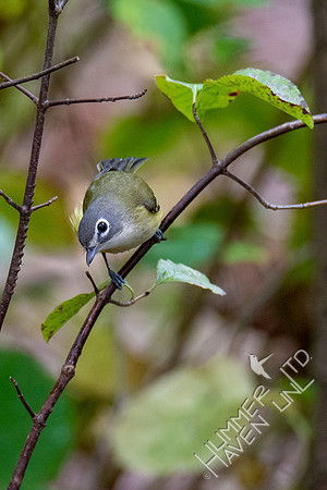 10-10-20 Blue-headed Vireo