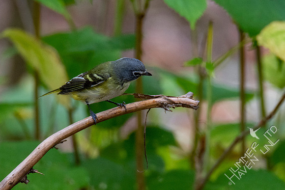 10-10-20 Blue-headed Vireo