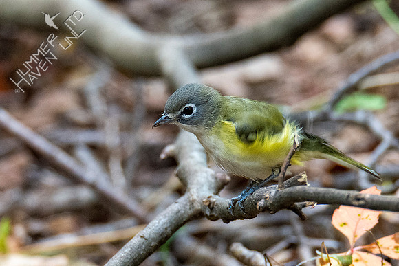 10-10-20 Blue-headed Vireo