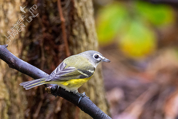 10-10-20 Blue-headed Vireo