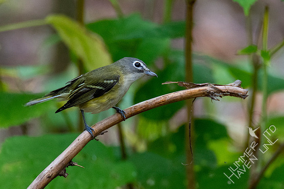 10-10-20 Blue-headed Vireo