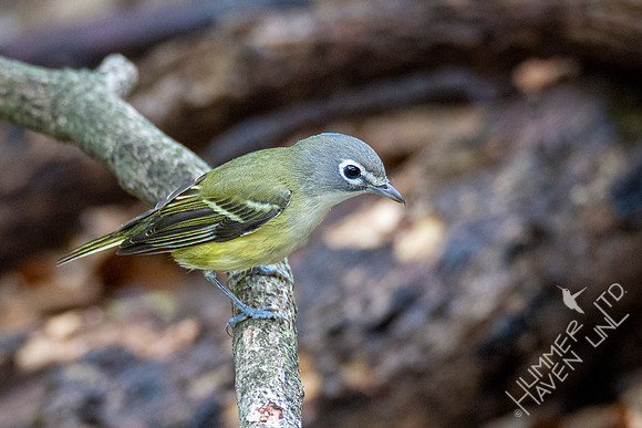 10-10-20 Blue-headed Vireo