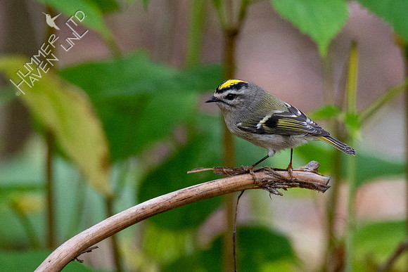 10-10-20 Golden-crowned Kinglet