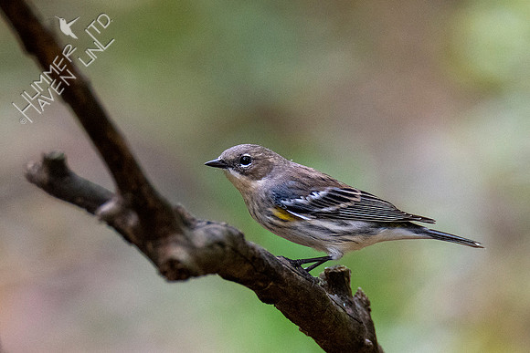 10-10-20Yellow-rumped Warbler