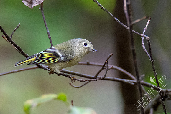10-10-20 Ruby-crowned Kinglet