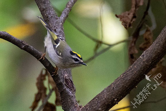 10-10-20 Golden-crowned Kinglet