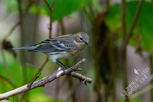 10-10-20Yellow-rumped Warbler