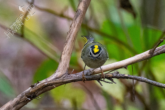 10-10-20 Golden-crowned Kinglet