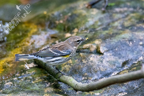 10-10-20Yellow-rumped Warbler