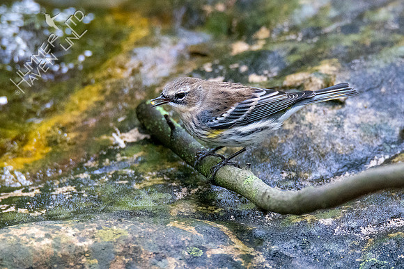 10-10-20Yellow-rumped Warbler