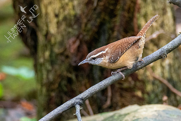 10-10-20 Carolina Wren