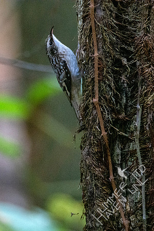10-10-20 FOS Brown Creeper