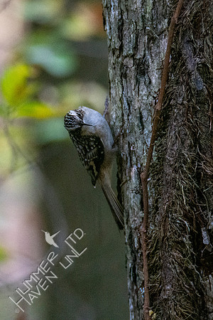 10-10-20 FOS Brown Creeper