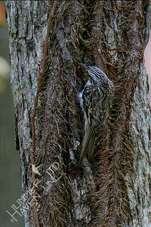 10-10-20 FOS Brown Creeper