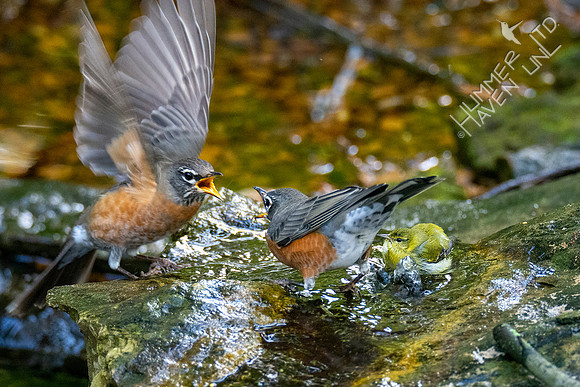 10-10-20 American Robins and Tennessee Warbler