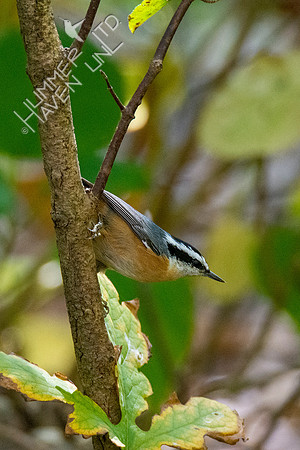 10-11-20 Red-breasted Nuthatch