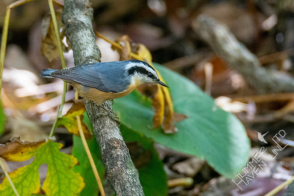 10-11-20 Red-breasted Nuthatch