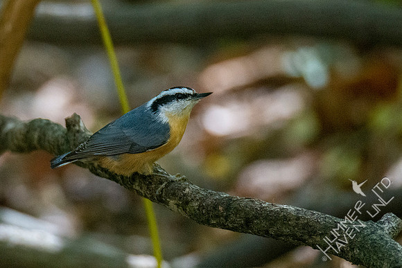 10-11-20 Red-breasted Nuthatch
