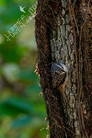 10-11-20 Brown Creeper