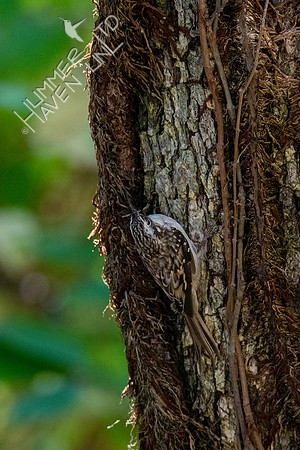 10-11-20 Brown Creeper