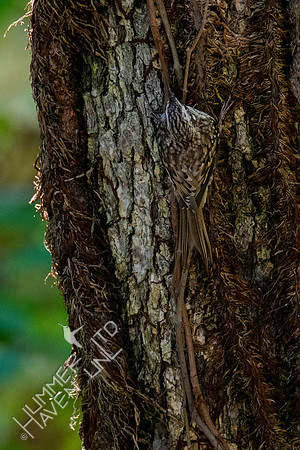 10-11-20 Brown Creeper