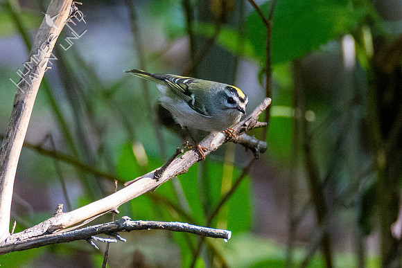 10-11-20 Golden-crowned Kinglet