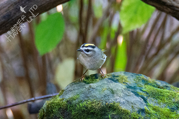 10-11-20 Golden-crowned Kinglet