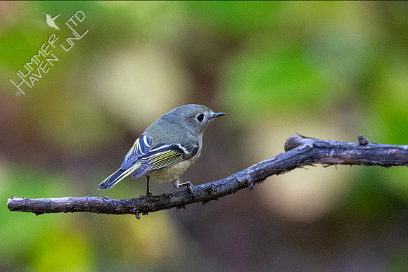 10-11-20 Ruby-crowned Kinglet