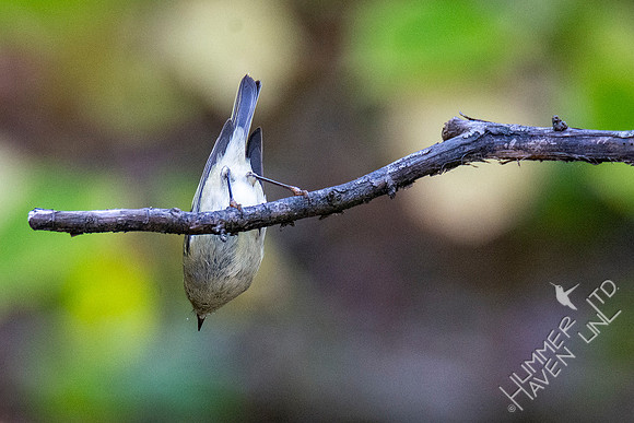 10-11-20 Ruby-crowned Kinglet