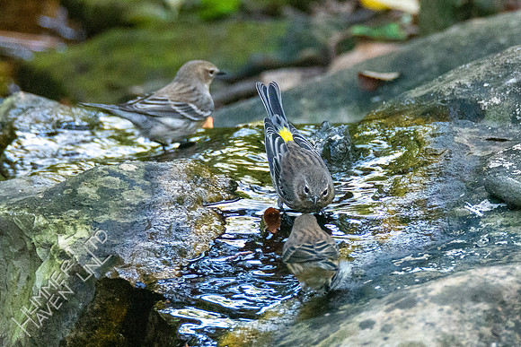 10-11-20 Yellow-rumped Warblers