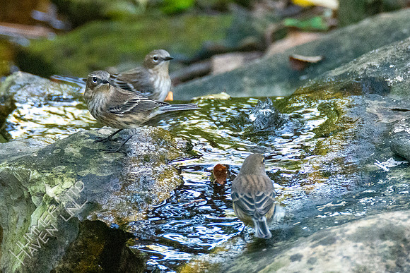 10-11-20 Yellow-rumped Warblers
