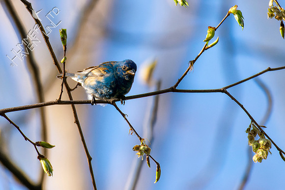4-23-22  Indigo Bunting in elm