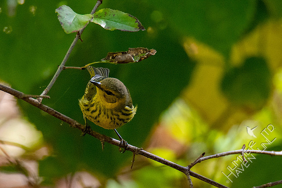 10-13-20 FOS Cape May Warbler! Rare!