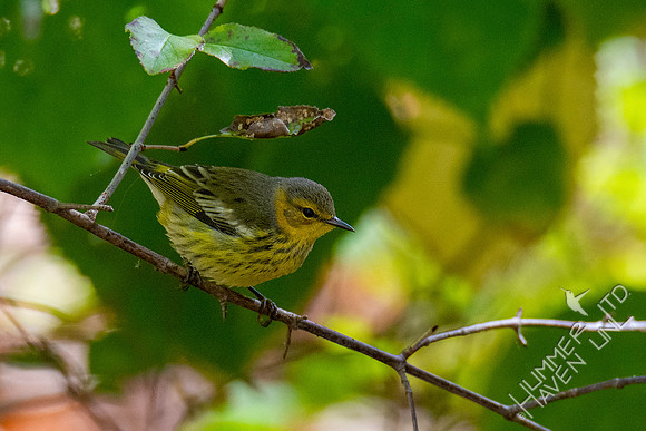 10-13-20 FOS Cape May Warbler! Rare!