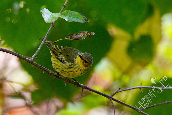 10-13-20 FOS Cape May Warbler! Rare!