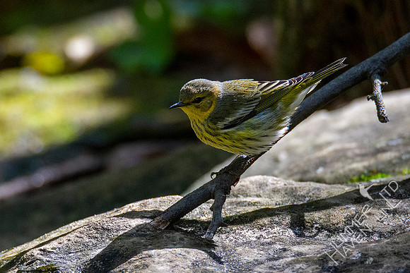 10-13-20 FOS Cape May Warbler! Rare!
