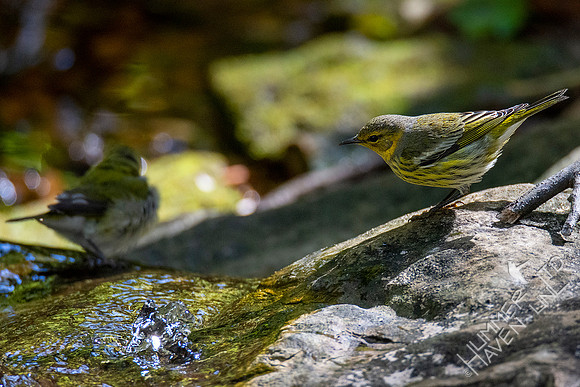 10-13-20 FOS Cape May Warbler! Rare!