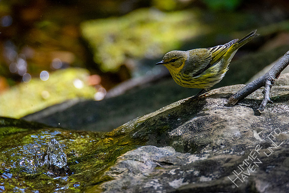 10-13-20 FOS Cape May Warbler! Rare!