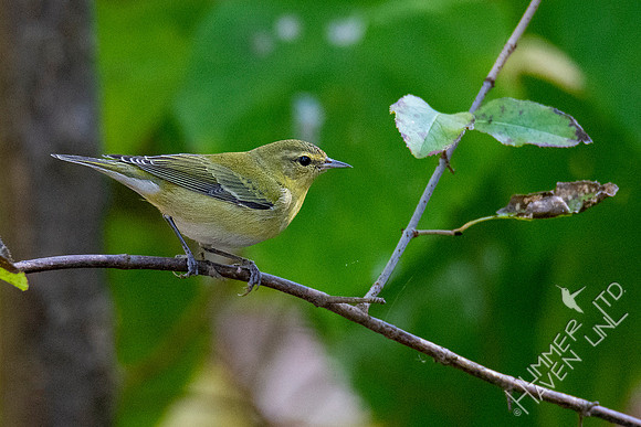 10-13-20 Tennessee Warbler