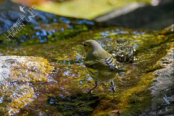10-13-20 FOS Cape May Warbler! Rare!