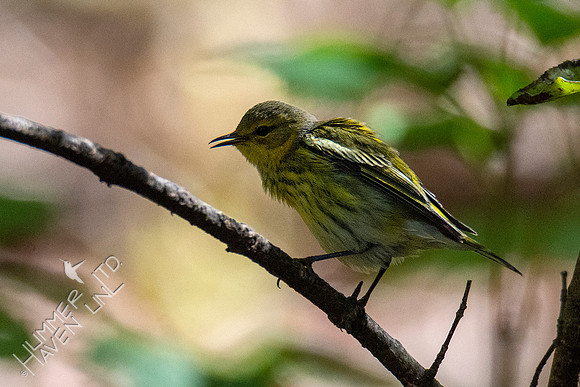 10-13-20 FOS Cape May Warbler! Rare!
